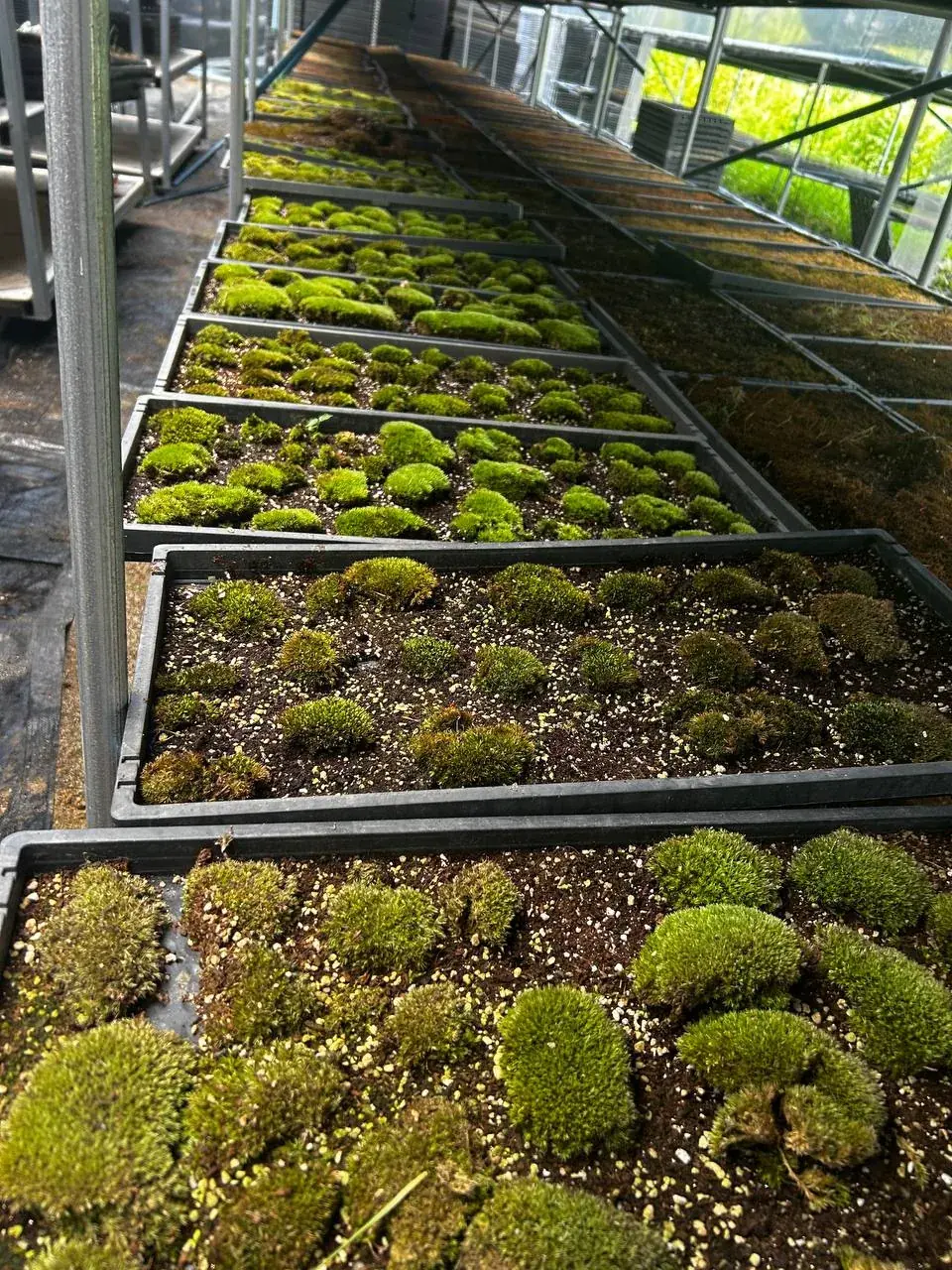 Moss farm, Goyang — Growing moss and exploring what it can become. Nature Community / Hacker Farm.